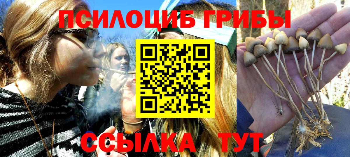 где найти   Галлюциногенные грибы Psilocybe  Вход с VPN  Майкоп 